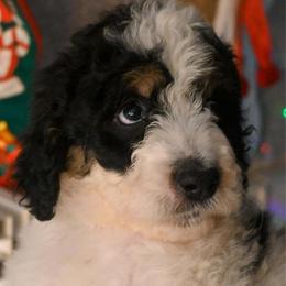 Blitzen - Black and white male Bernedoodle puppy in Lookout, California from Remington Kennels, LLC
