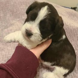 Chester - Parti male Miniature Schnauzer puppy in Graham, Washington from Kristy's French Bulldogs & Mini Schnauzers