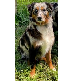 Journey - Blue merle female Australian Shepherd puppy in Mid West, Illinois from Water's Edge Aussies