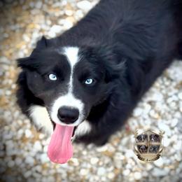 Jett - Australian Shepherd