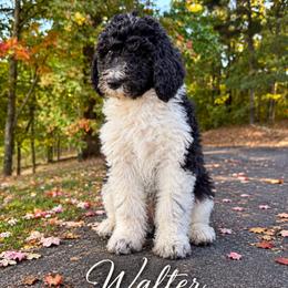 Walter - Merle male Bernedoodle puppy in Julian, Pennsylvania from Happy Valley Doodles