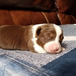 Australian Shepherd Puppies from Middle Fork Australian Shepherds