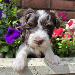 Chocolate Spot Boy - Chocolate male Havanese puppy in Vinita, Oklahoma from Locust Creek Shih Tzu & Havanese