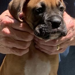 Buzz - Fawn Boxer puppy in Milford, Ohio from Bearcat Boxers