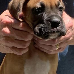 Buzz - Fawn Boxer puppy in Milford, Ohio from Bearcat Boxers
