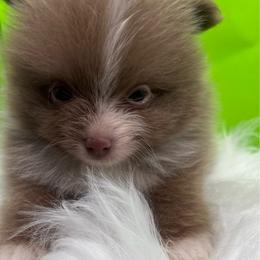 Chip - Lavender male Pomeranian puppy in Brentwood, California from Royalpawpoms