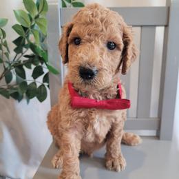 Rocky (Light Green Collar) - Apricot male Goldendoodle puppy in Lincoln, California from Lincoln Goldendoodles
