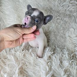 Summer - Blue female French Bulldog puppy in Lubbock, Texas from West Texas Dachshunds LLC