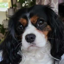 Lucy - Cavalier King Charles Spaniel