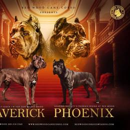 Cane Corso puppies from Red Wood Cane Corso