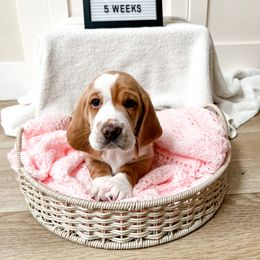 Maple - Red and white Basset Hound puppy in Centerville, Utah from Lazy Acre Basset Hounds