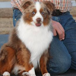 Chief - Miniature Australian Shepherd
