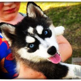 Pomsky Puppies from Foxfire Arctic Spitz