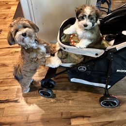 Boy 1 - Chocolate male Havanese puppy in Kansas City Mo, Missouri from My Heavenly Havanese Puppies