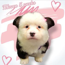 Eleven - Black and white female American Corgi puppy in Mansfield, Ohio from Moonrise corgis