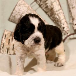 Gray boy - White and black male English Springer Spaniel puppy in Cleburne, Texas from Powers English Springer Spaniels