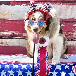 Australian Shepherds, Bullmastiffs, Miniature Australian Shepherds, and Toy Australian Shepherds from Rustic Lace