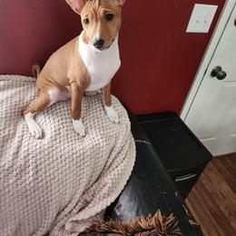 Basenji All Grown Up from Blue Nile Basenjis