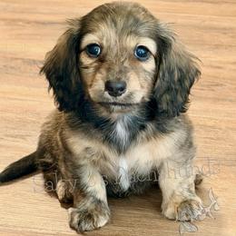 Vienna - Brindle female Dachshund puppy in Alva, Florida from Salty C's Dachshunds