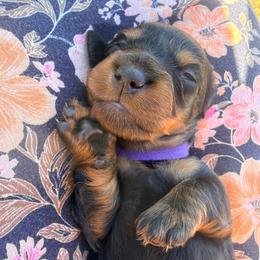 Noel - Black and tan female Dachshund puppy in Loris, South Carolina from Dogwood Mountain Dachshunds