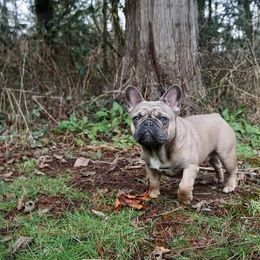 French Bulldog Puppies from 4 Leaf Frenchies