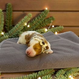 Treasure - Parti female Goldendoodle puppy in St. George, Utah from Winchester Hills Poodles and Doodles