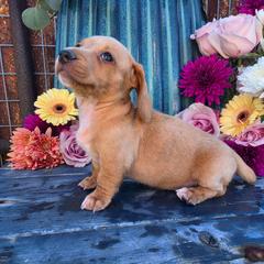Scout - Cream male Dachshund puppy in Florence, Arizona from Doxie Town Az