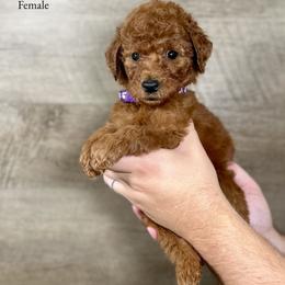 Jenna - Red  female Poodle puppy in Abilene, Texas from Mesquite Kennels