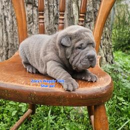 Sheldon - Blue male Chinese Shar-Pei puppy in Minden, Louisiana from Zoey's Waggly Tails