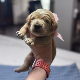 Pink Female- MiniGoldendoodle - Apricot female Goldendoodle puppy in Piedmont, South Carolina from The Farm at Saluda Ridge