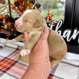Theo - Red male Pyredoodle puppy in Bowling Green, Ohio from FDF Pyredoodles & Bernedoodles