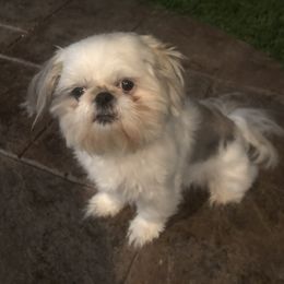 Opal - Shih Tzu