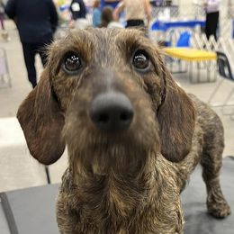 Benny - Dachshund