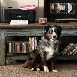 Binx - Miniature Australian Shepherd
