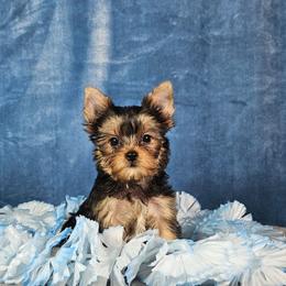 Pup 4 - Black and tan male Yorkshire Terrier puppy in Polk City, Florida from Yorkies by Casey