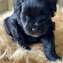Black female pink collar - Black female Miniature Schnauzer puppy in Calhoun, Georgia from The BrickHouse Miniature Schnauzers