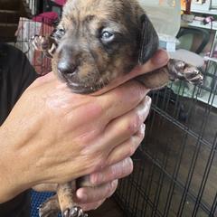 Dachshund Puppies from Lord Frank’s Mini Weeniers