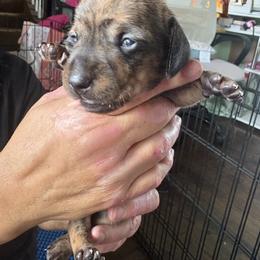 Dachshund Puppies from Lord Frank’s Mini Weeniers