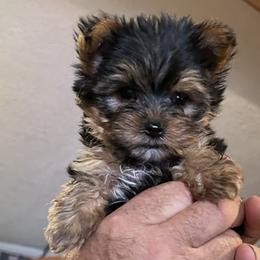 Yorkshire Terrier Puppies from Lake Life