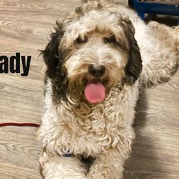 Lady - Bernedoodle