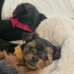 Eli - Black and tan female Yorkshire Terrier puppy in Salem, Oregon from PNW Dynasty Poms