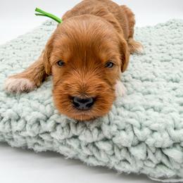 Snickers - Red  male Goldendoodle puppy in Sunman, Indiana from Brunsman Country Doodles LLC