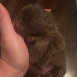 Café - Chocolate male Pomeranian puppy in Randleman, North Carolina from Luxurious Poms