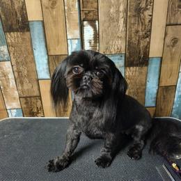 Onyx - Shih Tzu