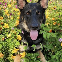 German Shepherds from Windigen Hafen German Shepherds