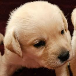 White - Yellow female Labrador Retriever puppy in Siloam Springs, Arkansas from Karemy Kennels (Karemy Labradors)