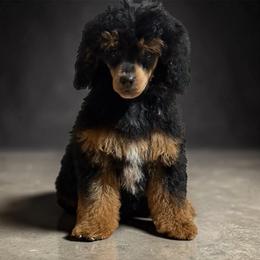 Sweetie - Poodle