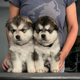 Alaskan Malamute puppies from Powerpaw Alaskan Malamutes