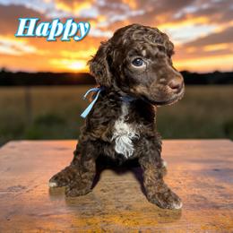 Happy - Phantom male Poodle puppy in Pink Hill, North Carolina from Boodle's Standard Poodles