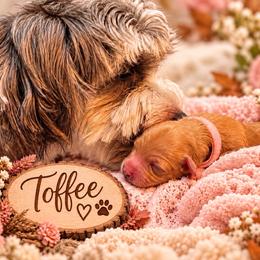 Toffee - Apricot female Havapoo puppy in Marion, North Carolina from Puddles' Puppies